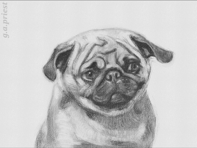 pug.jpg