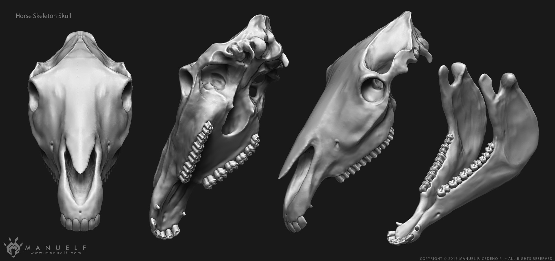 manuelf3d_Horse_Skeleton_3d_Skull.jpg