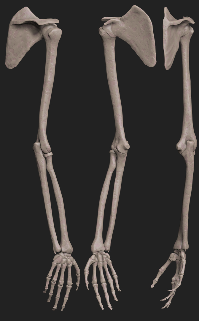 Arms.jpg