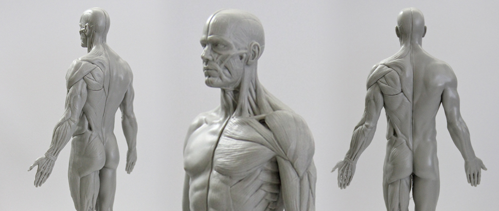 3dtotal_anatomy-figure_feature1.jpg