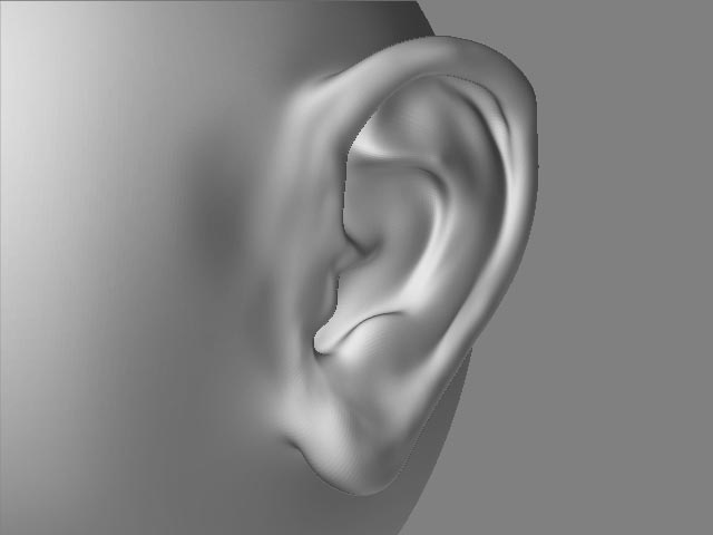 ear_side.jpg