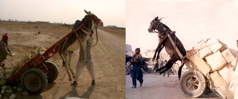 Donkeys Fly.jpg