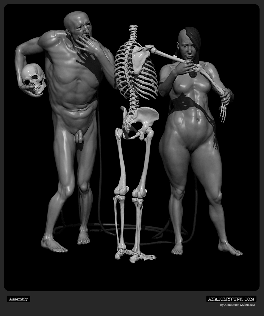 Assembly view 1_Anatomypunk.jpeg
