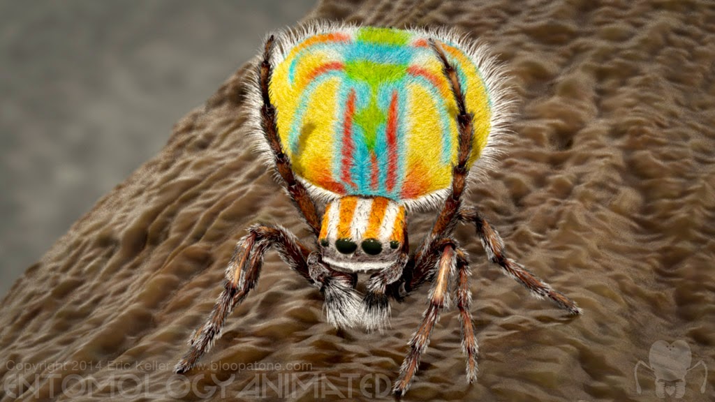 peacockSpider_test_render01.jpg