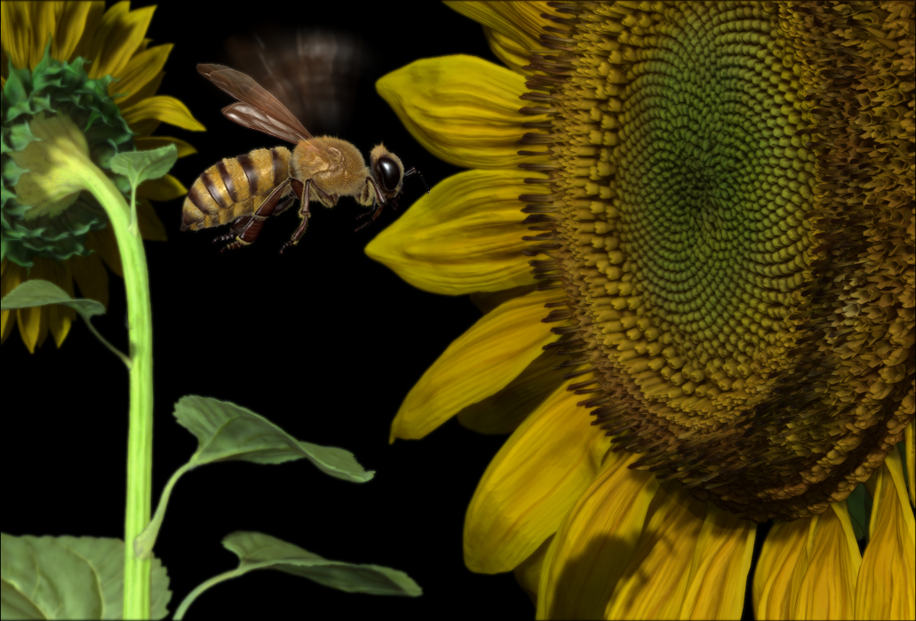 01_Render_Bee_Sunf.jpg