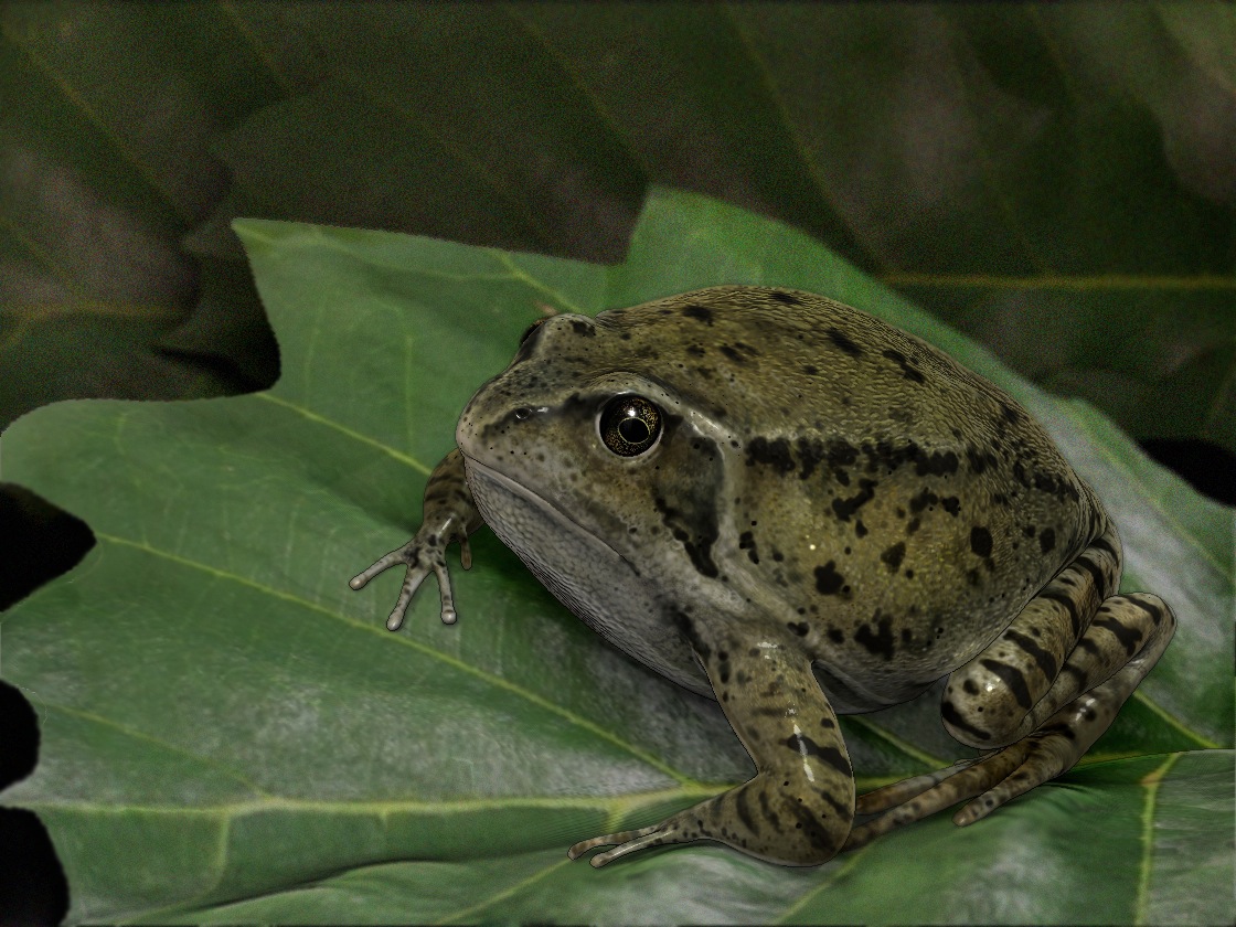 hero frog- csw 09.jpg