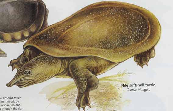 nilesoftshell.jpg