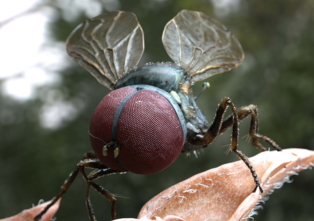 keller_bighead_fly_ZBC.jpg