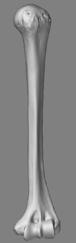 HumerusFront_02.jpg