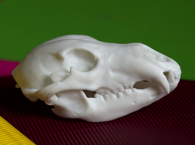 bear-skull-jointed-plastic-3d-print-01.jpg