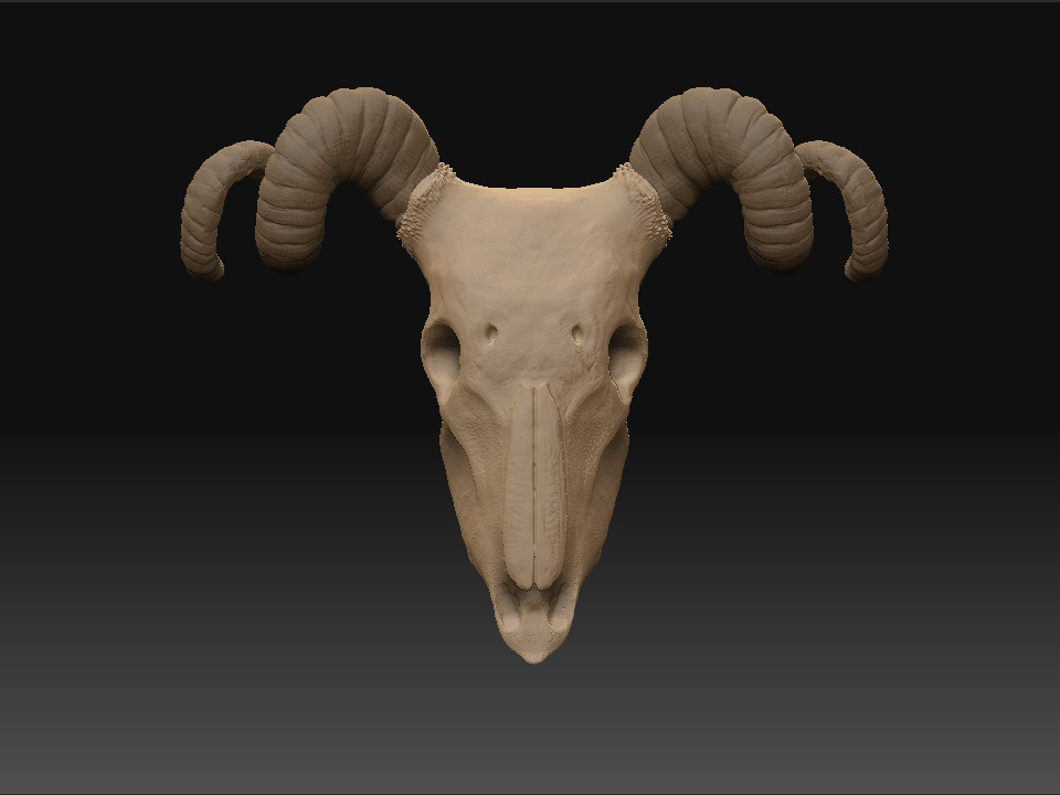 skull_prev1.jpg