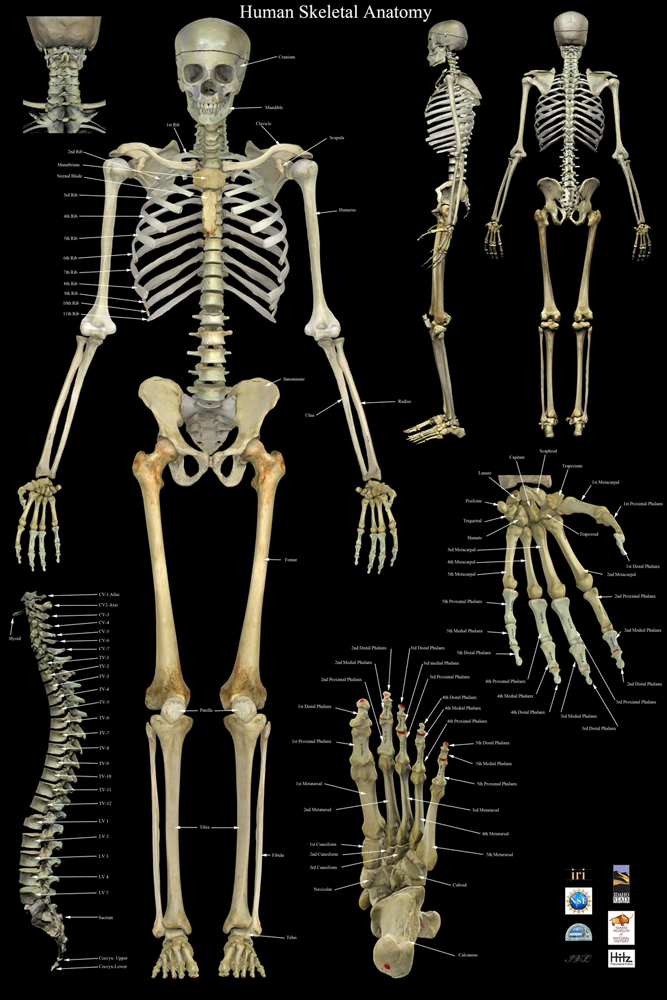 Skeleton-Final-low.jpg