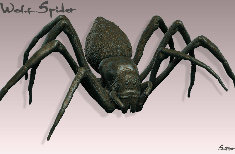 Spider Revised.jpg