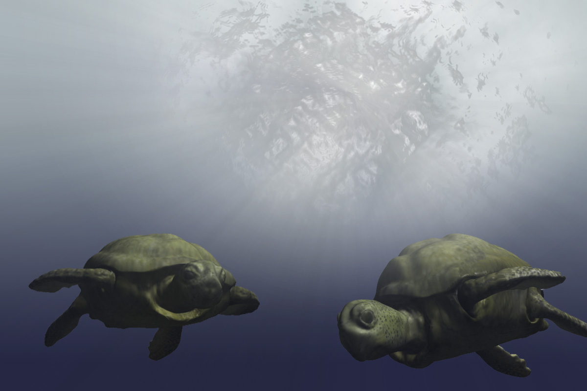 baby_turtle.jpg