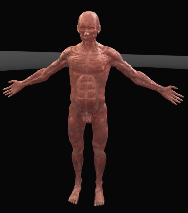 firstanatomyrender.jpg
