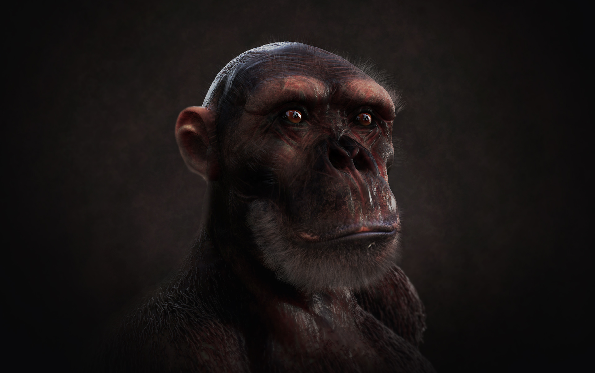 chimpanzee-1.jpg