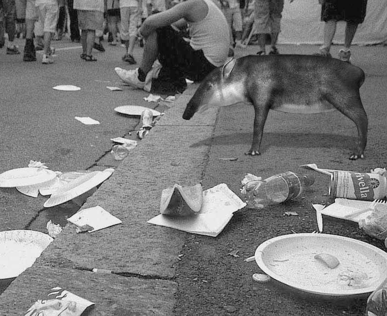 Tapir_lonley.jpg
