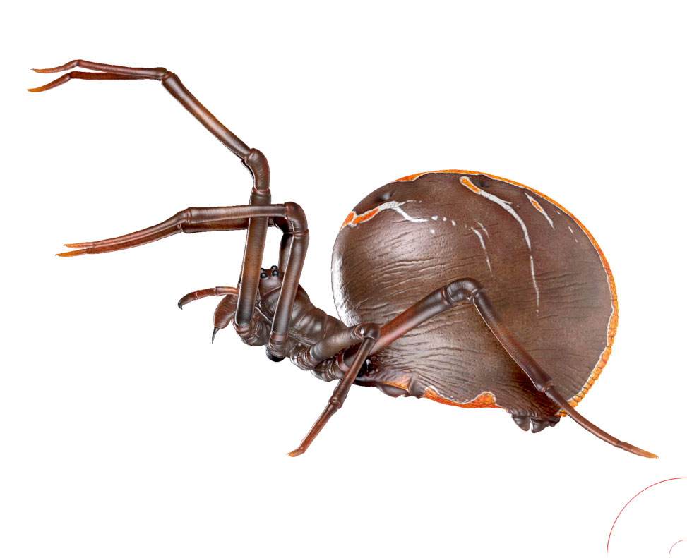 spider-good-1.jpg