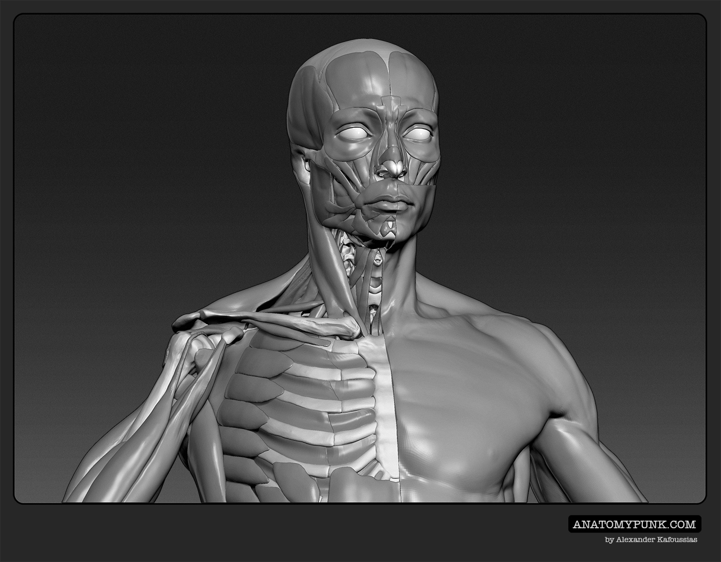 Muscles7_anatomypunk.jpeg