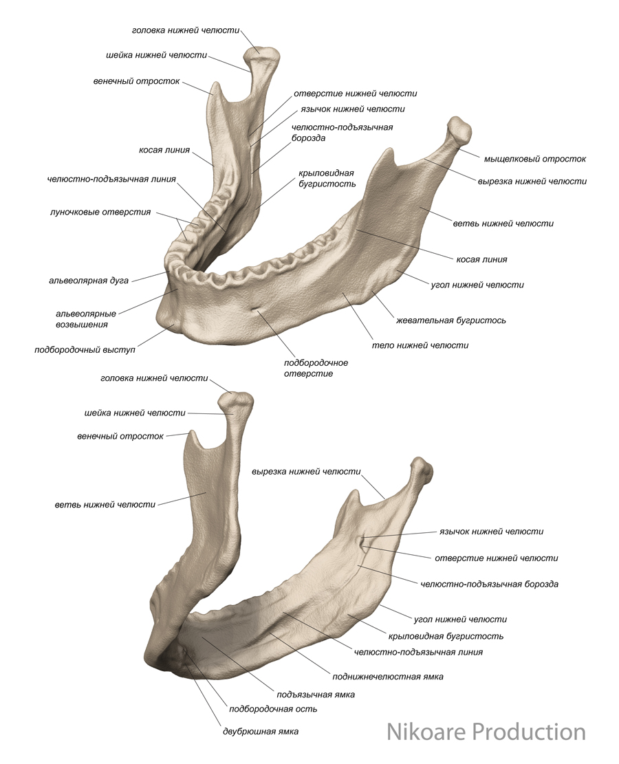 anat0000aaaa-1-big-a.jpg