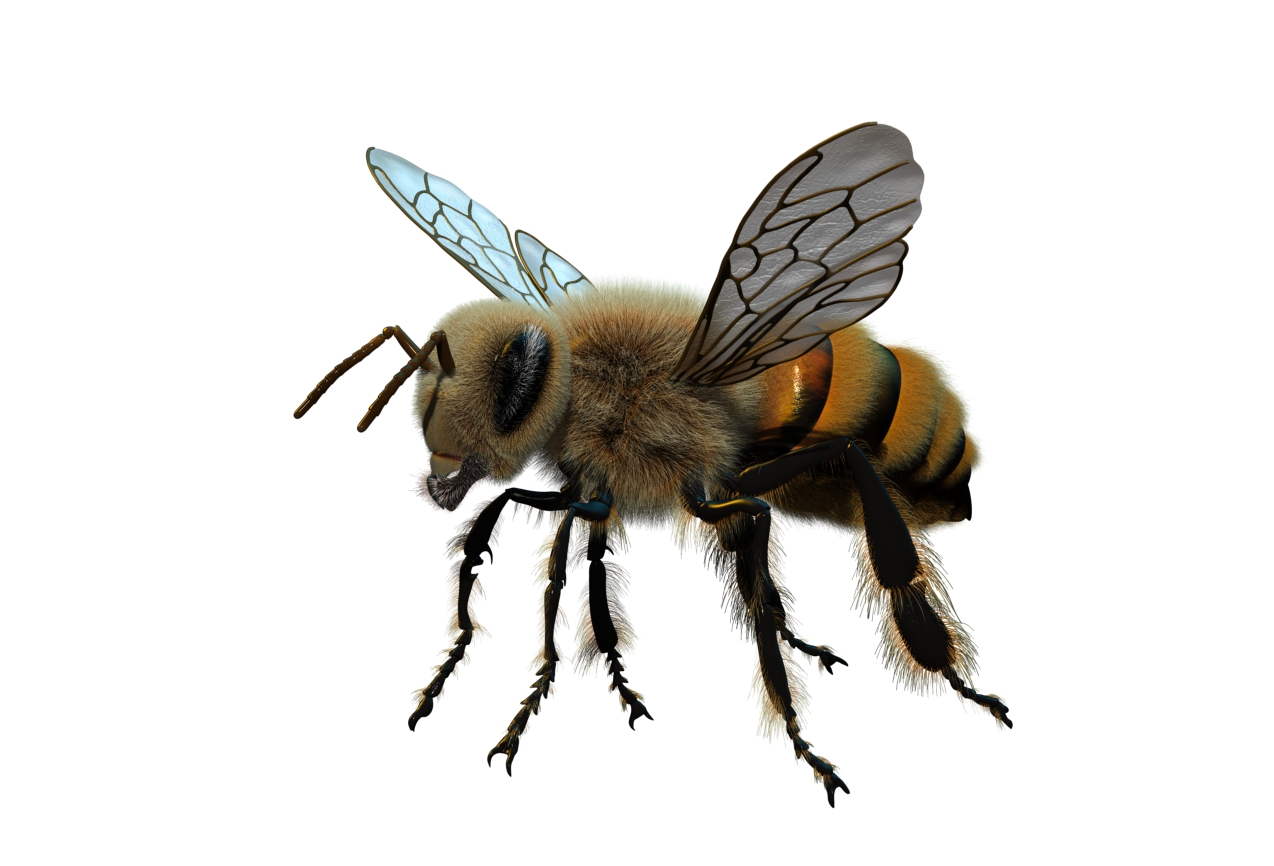 bee render.jpg