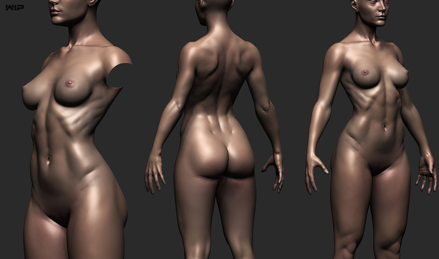 femaleanatomywip1.jpg