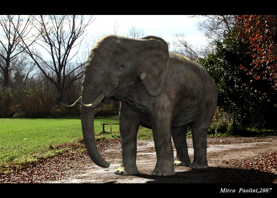 ELEFANTE composizione34.jpg