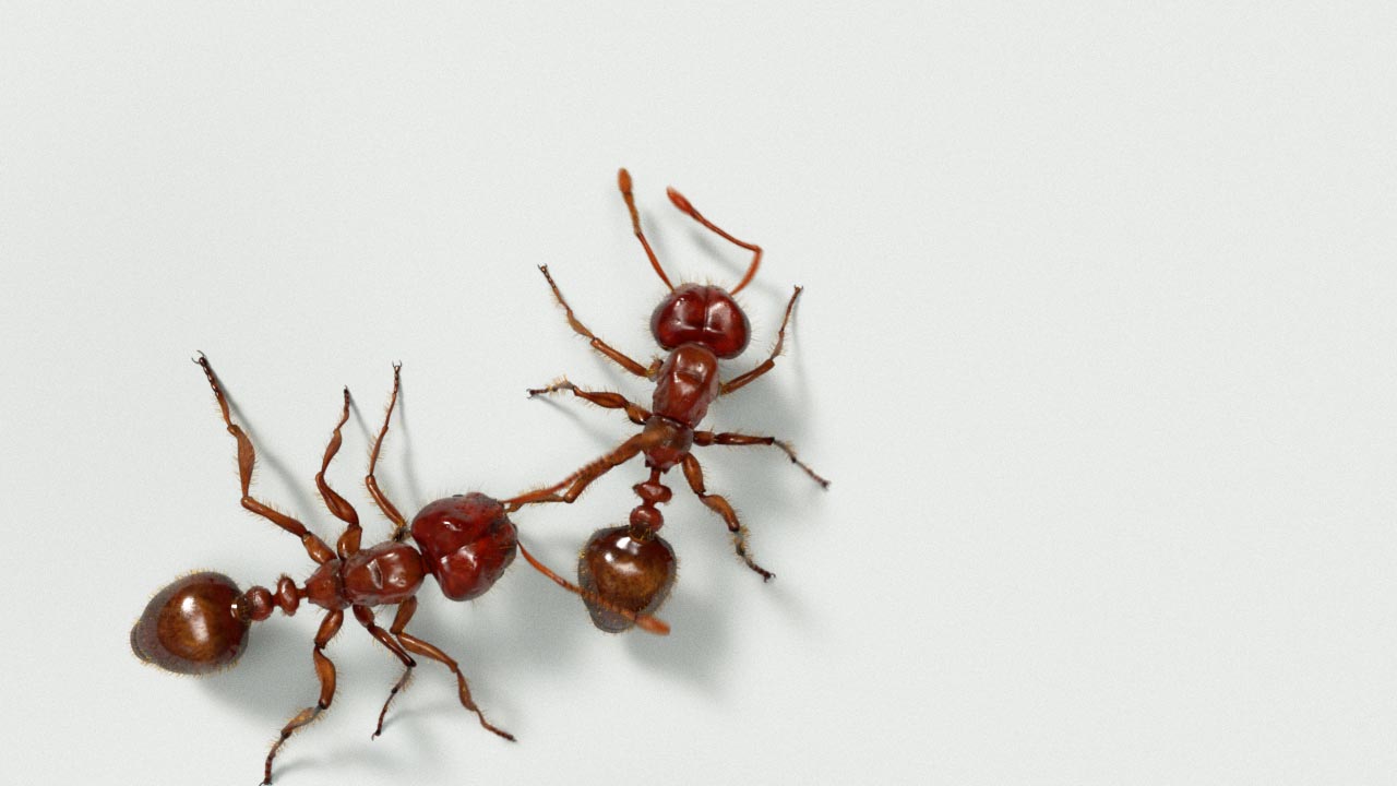 Keller_fireant_zbc_04.jpg