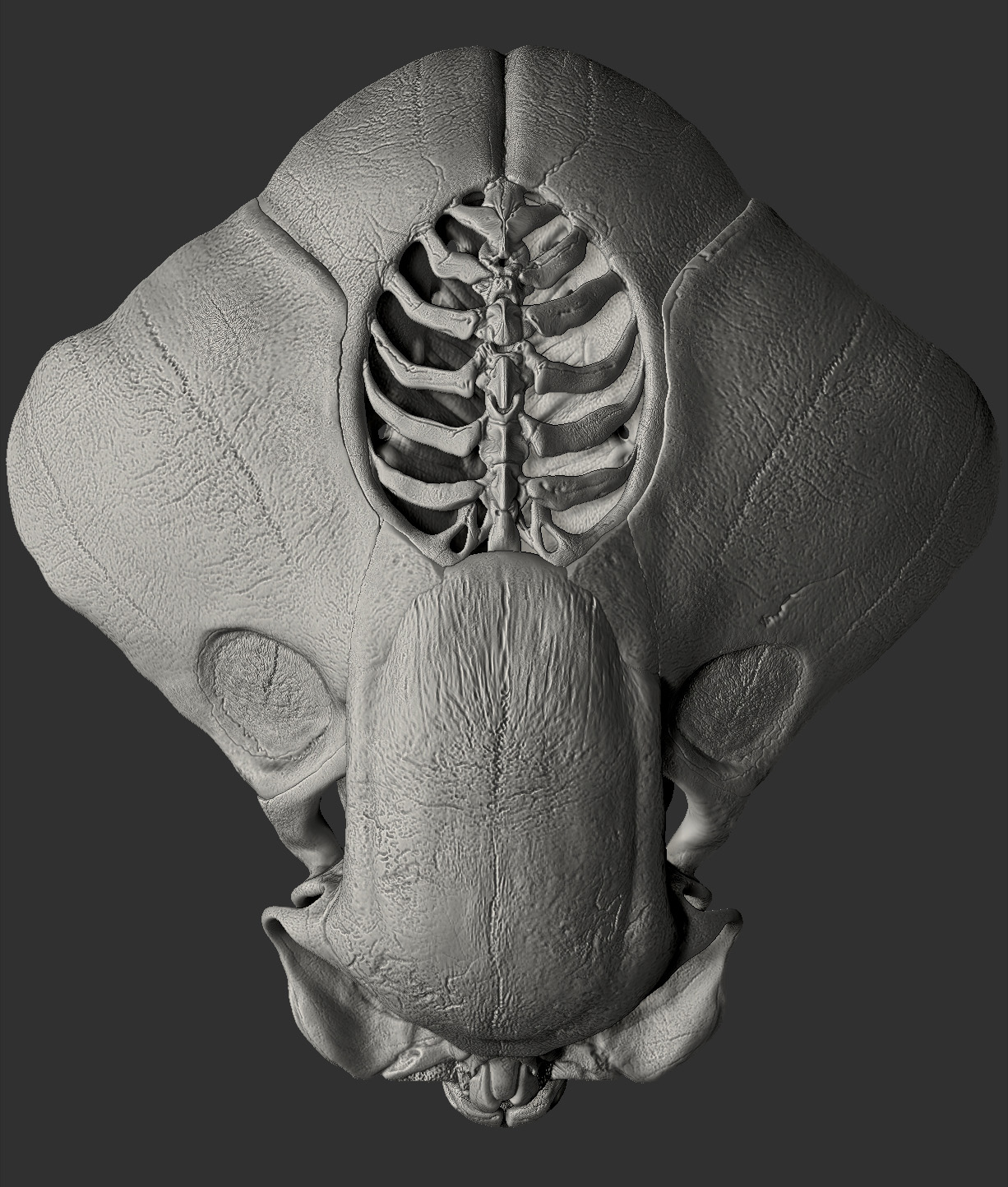 AlienSkull_TopView_DP.jpg