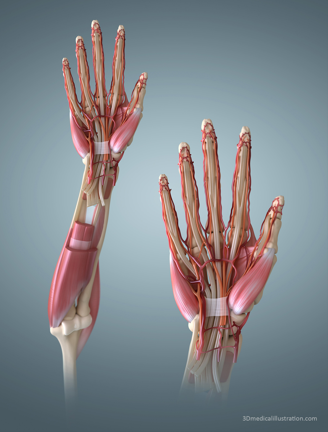 arm dissection.jpg