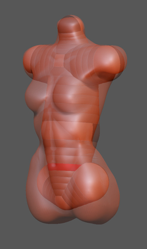 torso.jpg
