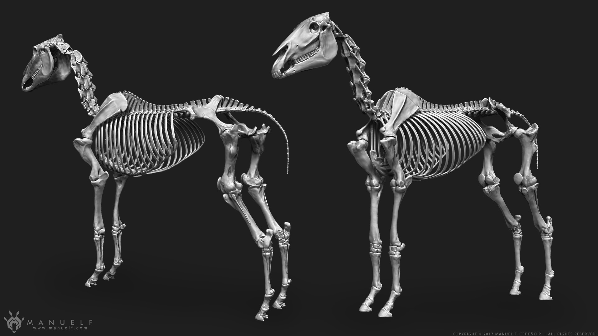 manuelf3d_Horse_Skeleton_3d_Views.jpg