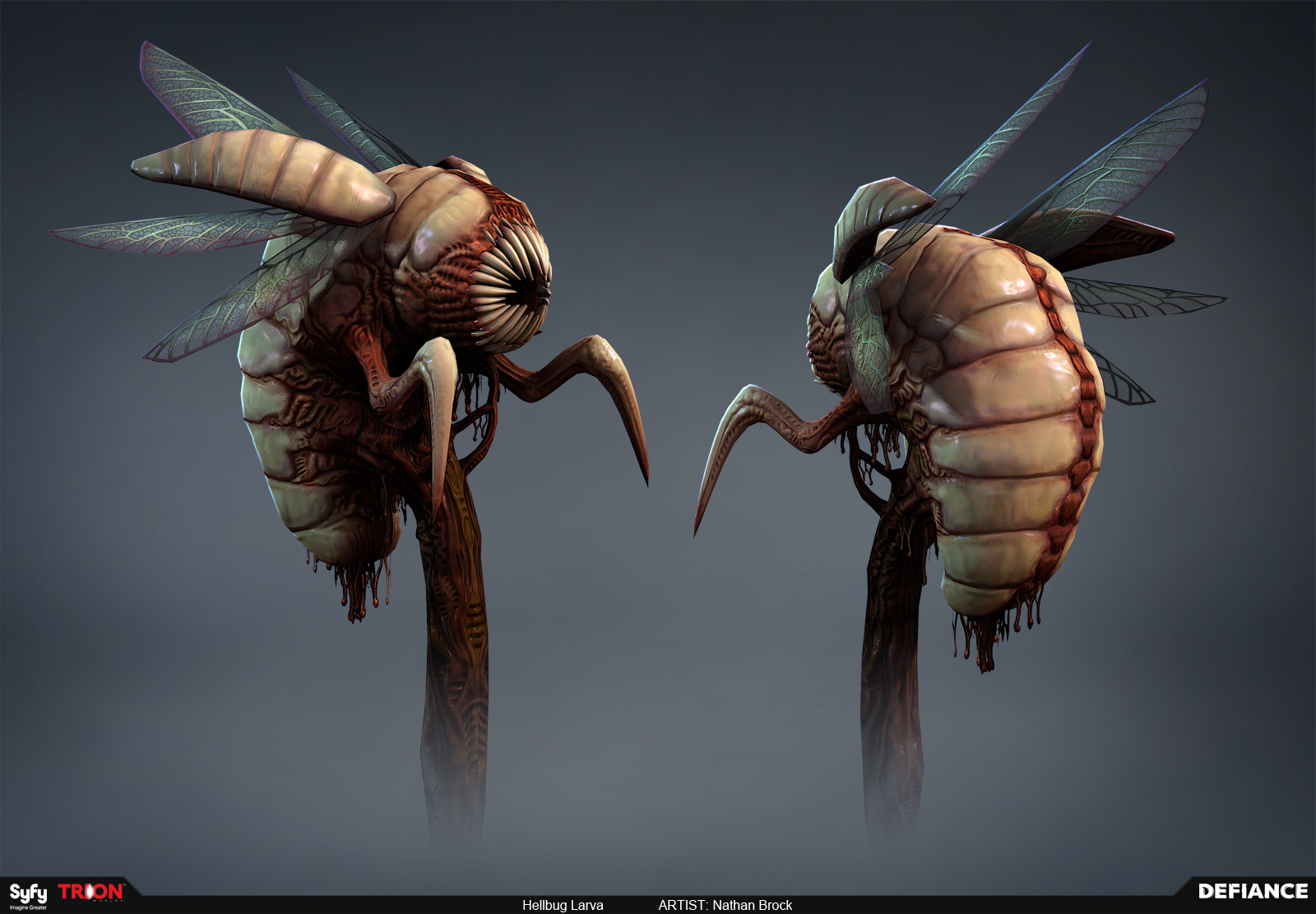 hellbuglarva.jpg