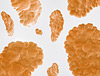 ley_flakes_layout05crop_thumb.jpg