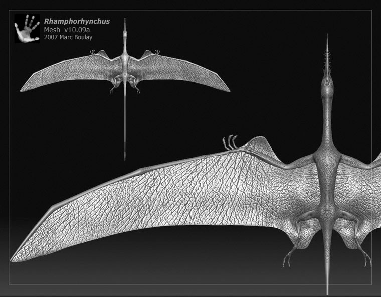 Rhamphorhynchus03.jpg
