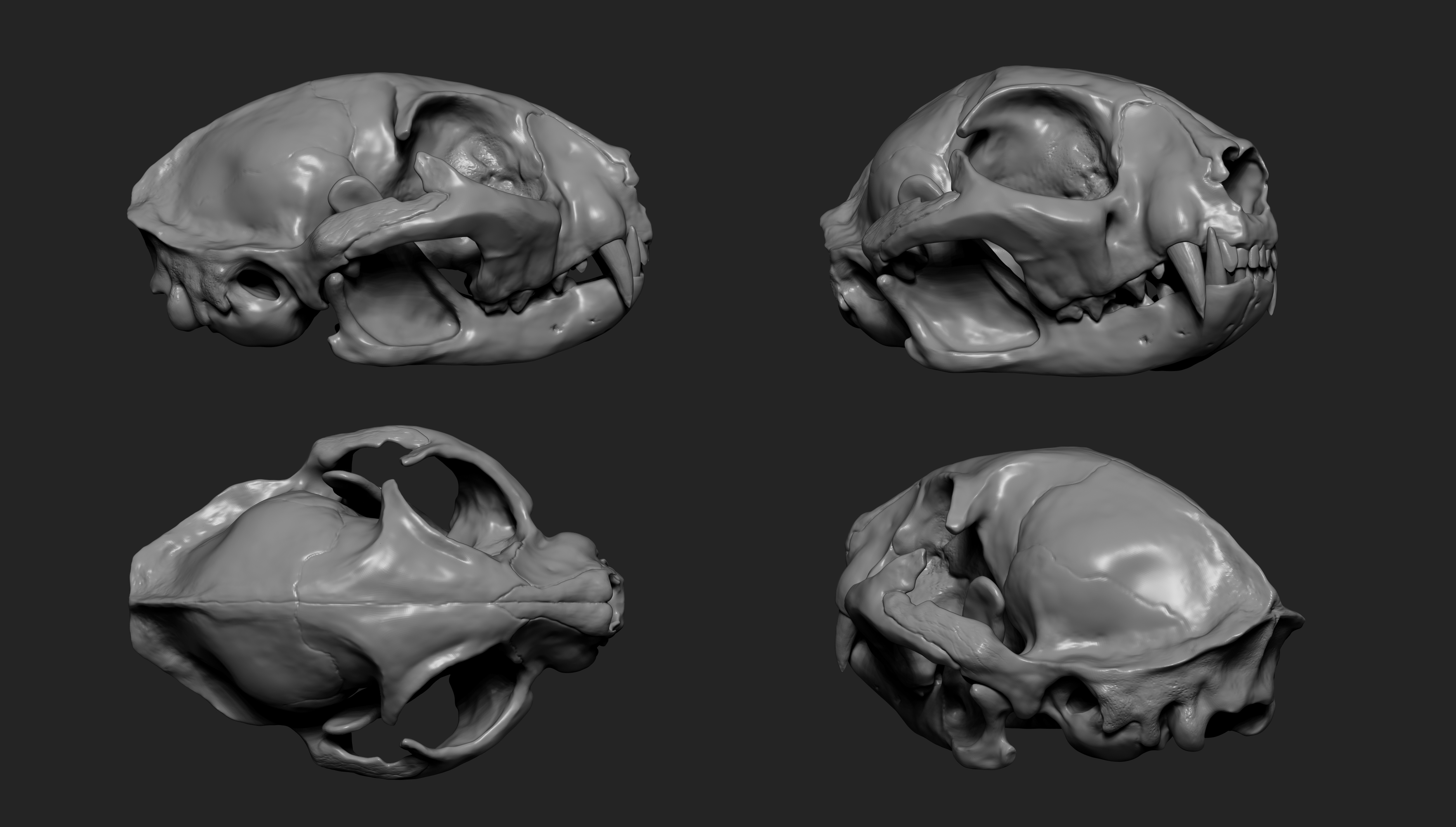 MarcusTrolldenier_SculptingAnatomy_week2_cat_skull_02.jpg