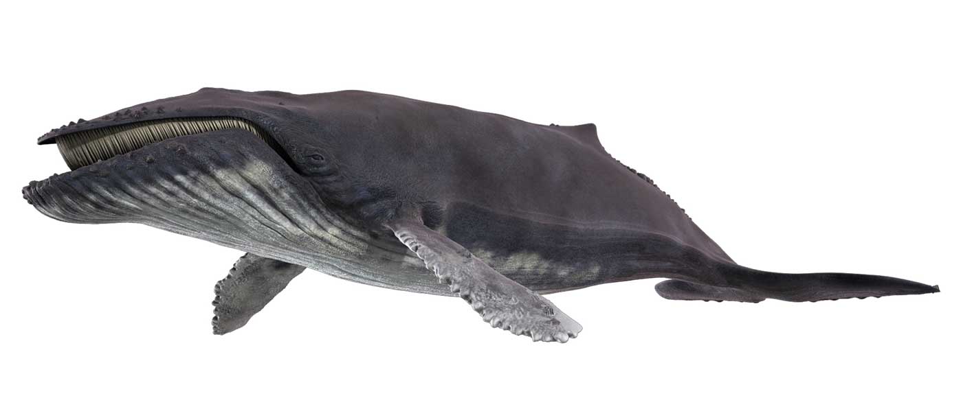 whale_small.jpg