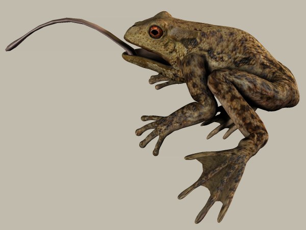 toad.jpg