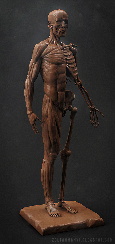 Anatomy_Post_F.jpg