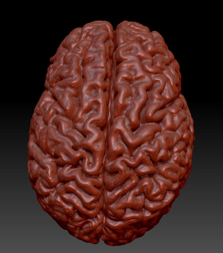 zBrain-4.jpg