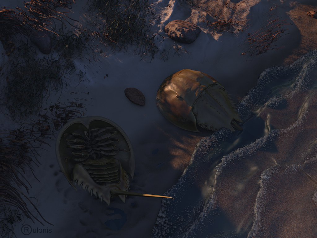 Limulus_coast_night.jpg