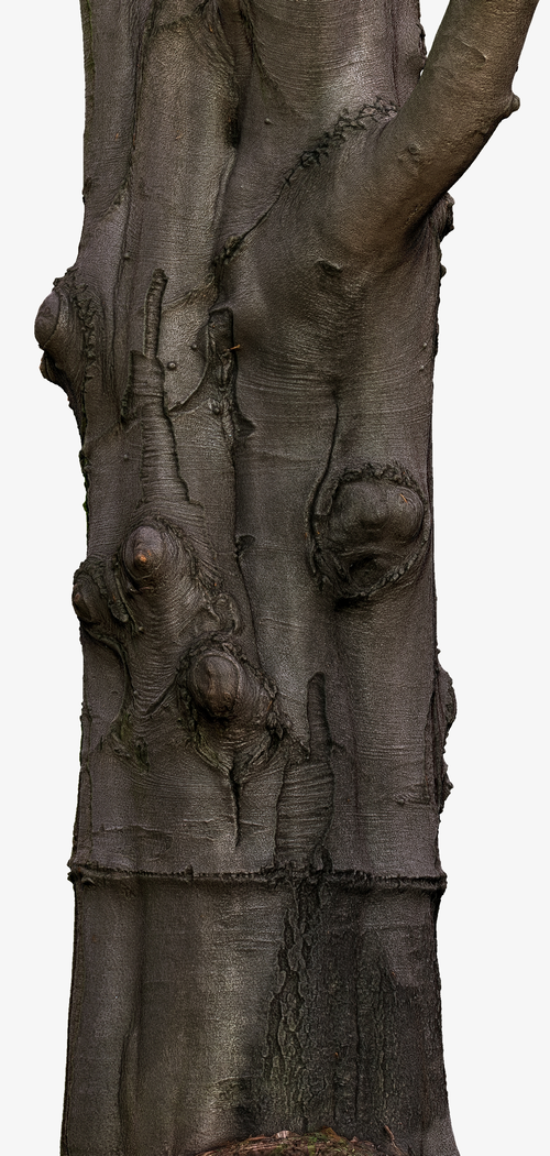 fagus02_clean_retop_05_