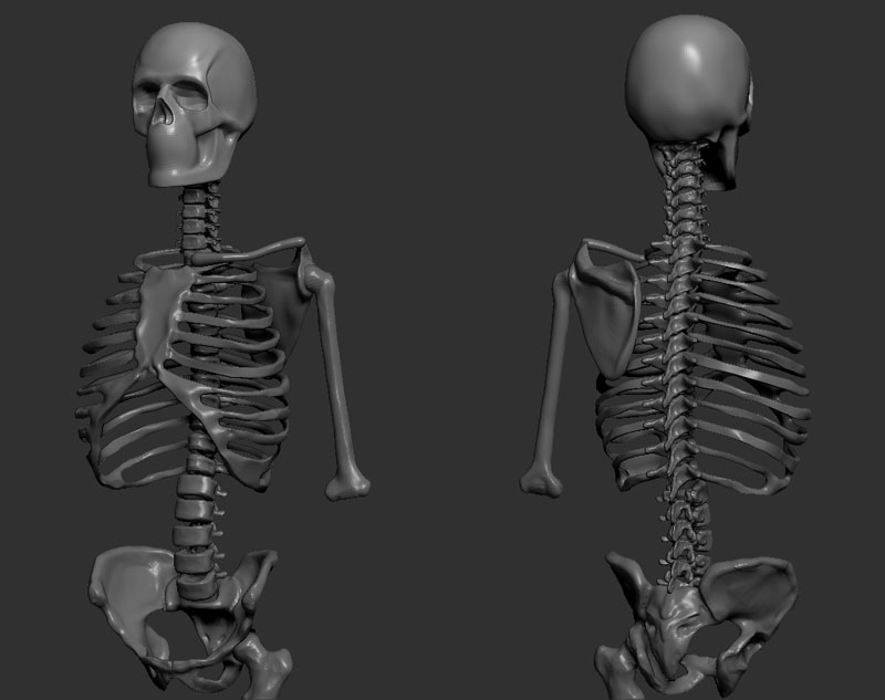 mfc2011_skele_study.jpg