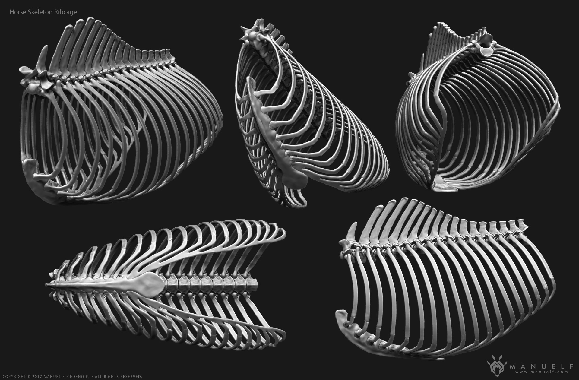 manuelf3d_Horse_Skeleton_3d_Ribcage.jpg