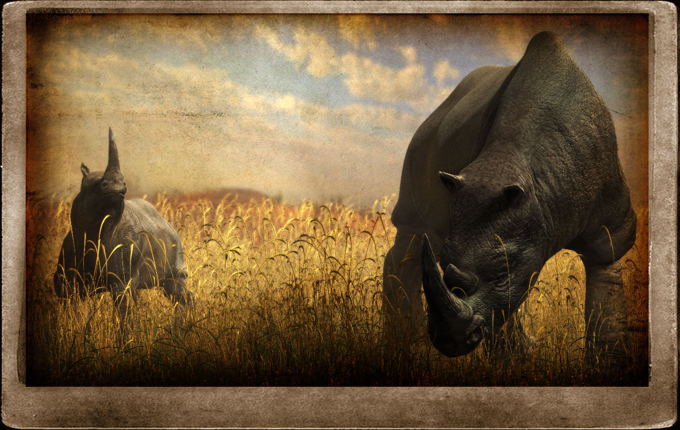 rhinob.jpg