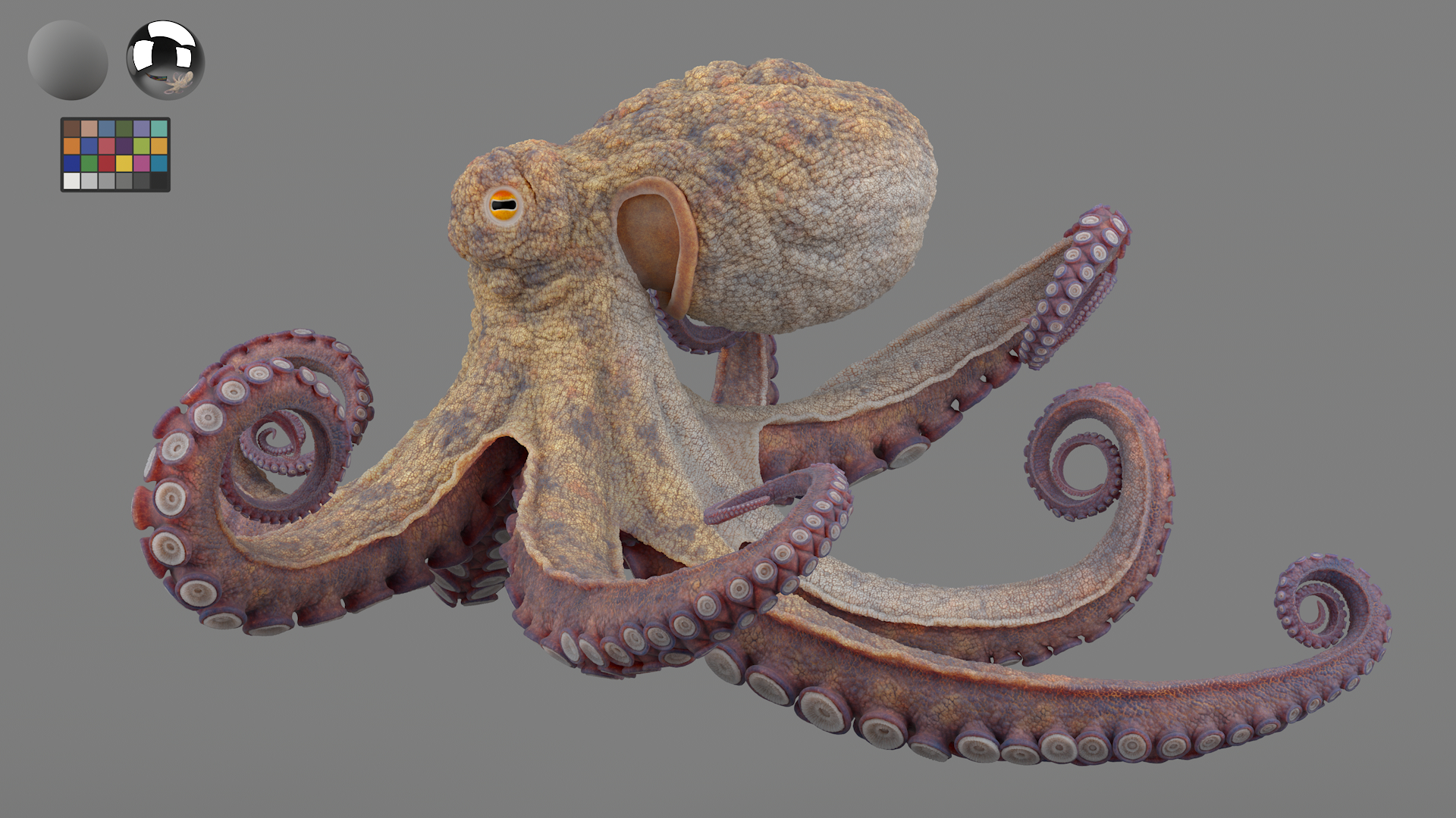 Octopus_lookDev_turntableRig_v018_2K_0028