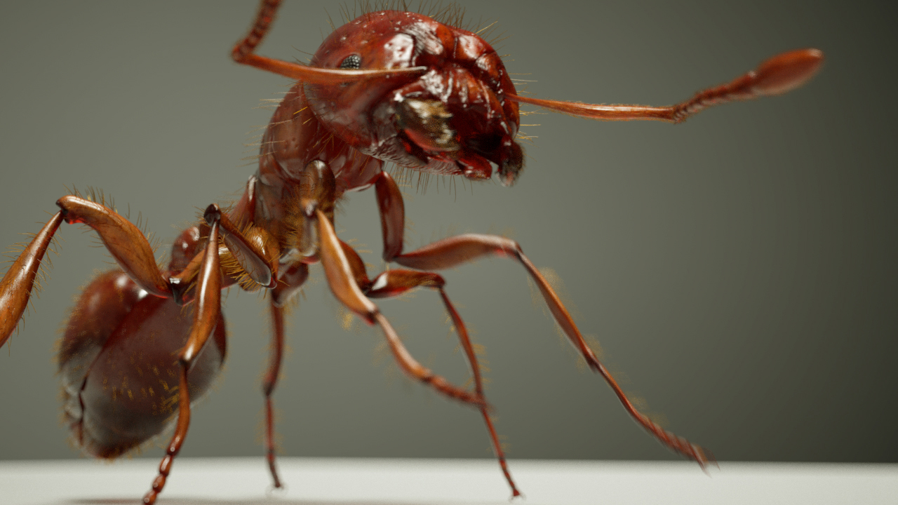 Keller_fireant_zbc_03.jpg