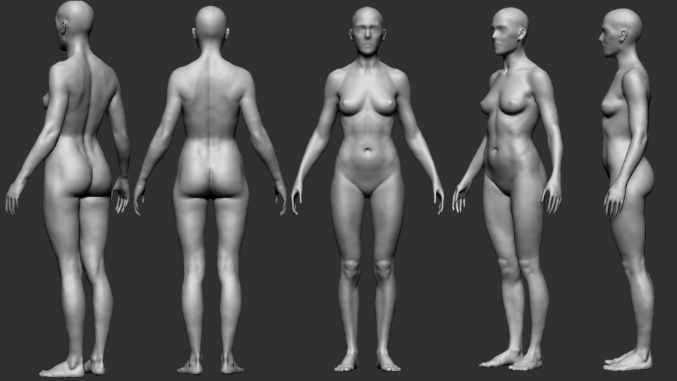 female anatom.jpg