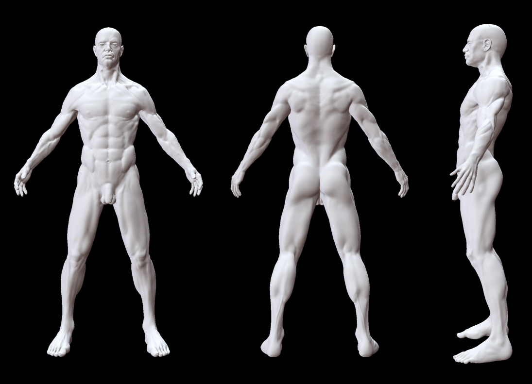 anatomy_study_WIP-12-2.jpg