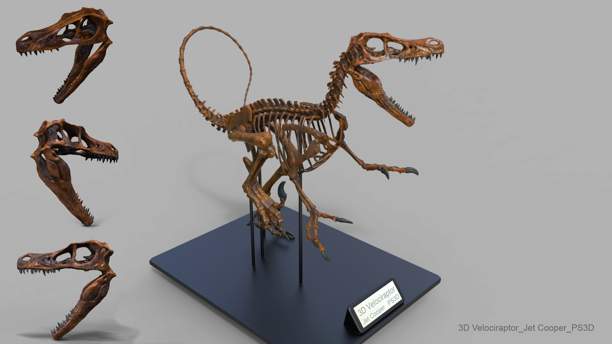Raptor.172.jpg